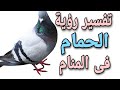 تفسير رؤية الحمام حلم الحمامة ...