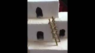 Hopi Pueblo Project 1