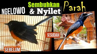 Murai Batu Ngelowo Nyilet Lemes Due To Wrong Care Give Worm Medicine Cured Treatment descri