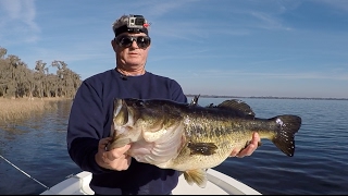Shiner Fishing For Big Bass On Natural Lakes