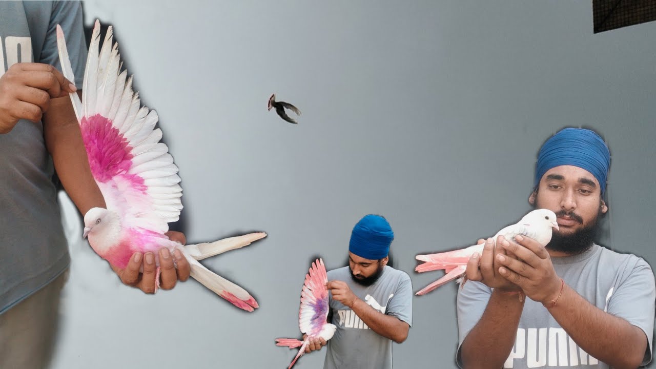 ਉਸਤਾਦ  Amritpal ਤੋ‌ ਲਿਆਂਦੇ ਕਬੂਤਰ ਬਾਜ਼ੀ ਲਈ ਕਰਦੇ ਤਿਆਰ ਕਰੋ ਸ਼ੌਂਕ 🕊️