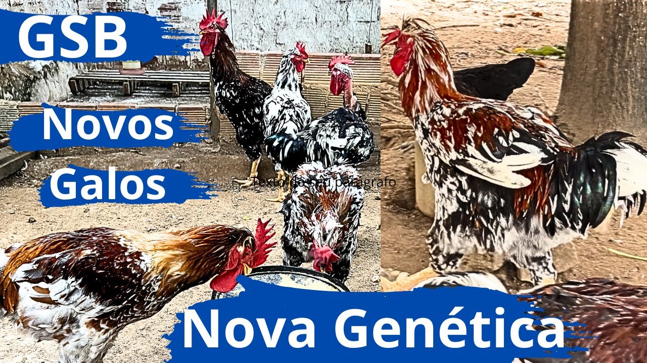 A CRIAÇÃO DE GALINHAS BALÃO DE GRANDE PORTE ESTÁ COM GENÉTICA NOVA DE QUALIDADE #sertanejo 