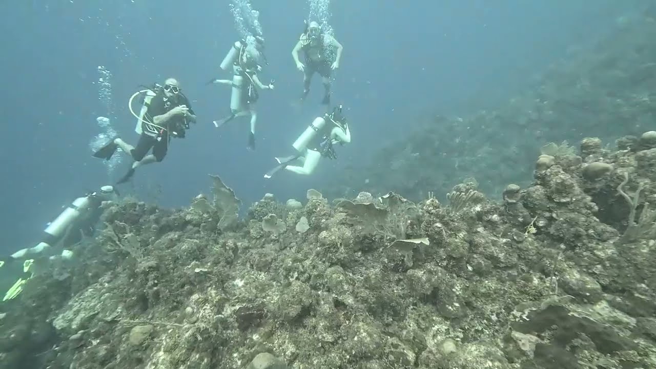 YouTubeでScuba Roatan, Honduras sea serpentを視聴 YouTubeでScuba Roatan, Honduras sea serpentを視聴