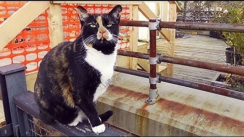 Automatic Cat Feeder: Q&A with Nate | Design Squad