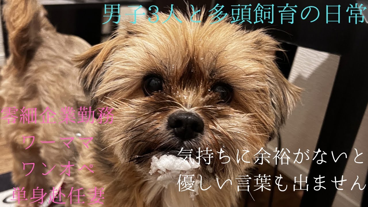 《Morning Routine》ちょっと聞いて下さーい、朝からモヤるんですけどー#ワーママ#ワンオペ#単身赴任 #多頭飼い 