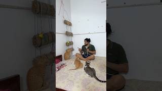 See more😂 #cutecat #relatable #funny #youtube #shortsvideo #meow #kittenlife