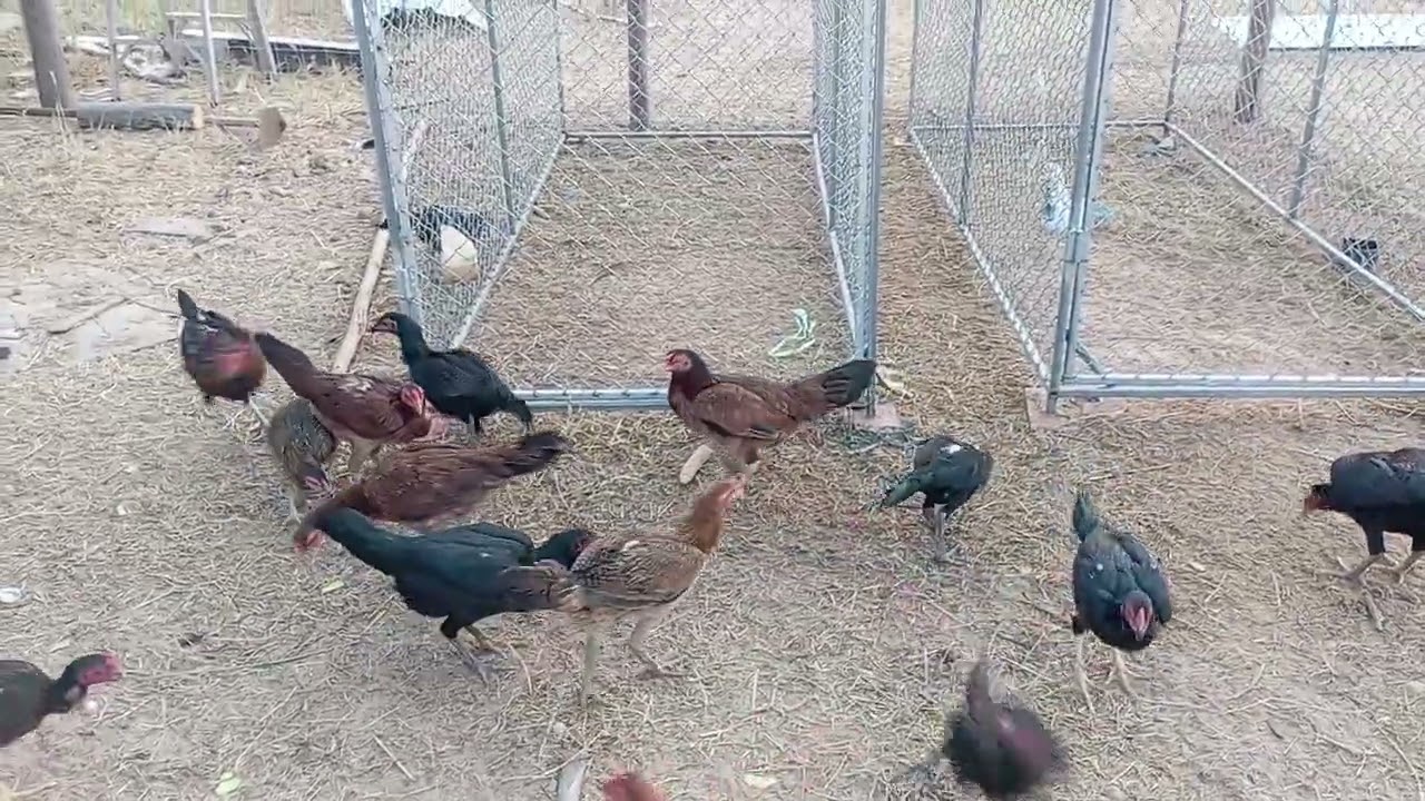 ข้อดีของการผสมไก่แบบไลน์บรีด