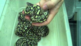 Pastave breeding lesson Net Worth