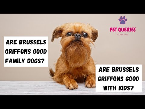 Video: Bruxelles Griffon Dog Race Hipoalergenic, Sănătate și Durată De Viață