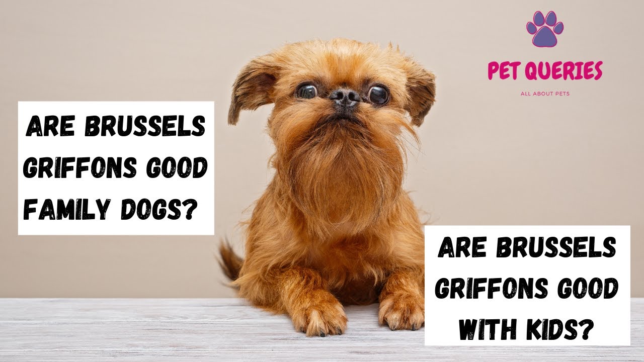 Are Brussels Griffons Good Family Dogs? | Are Brussels Griffons Good With Kids? | #Petqueries