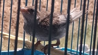 Yuvadan Düşen Serçe Kuş Yavrusu Nasıl Beslenir Çok Kolay Sizi Yormazlar Oynat Bakalım