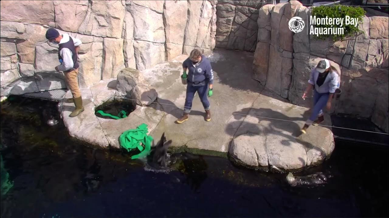 Live Sea Otter Cam feedings - Monterey Bay Aquarium - YouTube