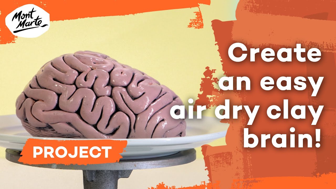 Create a brain model out of air dry clay 