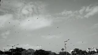 birds flying at the speed of sound 1