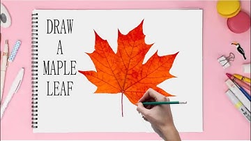 How To Draw A Maple Leaf || step by step|| pencil drawing tutorials