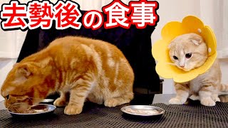 去勢後の食事に戸惑いながらも必死に食べる短足猫が健気すぎた。