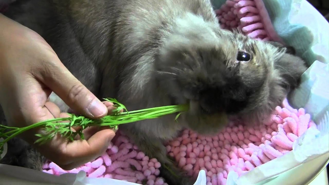 介護うさぎさんのマットの工夫 ココロのおうち 軟式ブログ