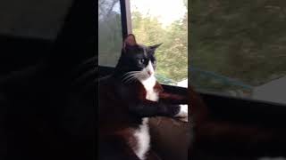 Amboiii Anak Queen Mek Ni Mora Segaknya