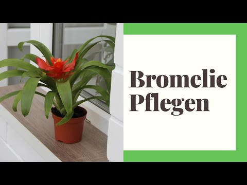 Bromeliad Care (How to Do It Right) - YouTube