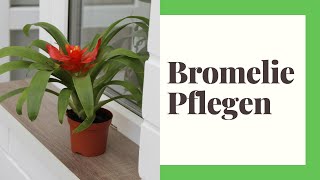 Bromelia  so kultiviere ich diese Zimmerpflanze richtig