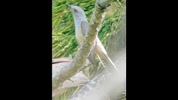 documenting the mysterious behavior of the Plaintive Cuckoo bird a parasite stalking its next victim