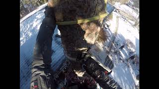 Large Spruce removal