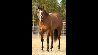 Triangle Horse Sale Hip #272