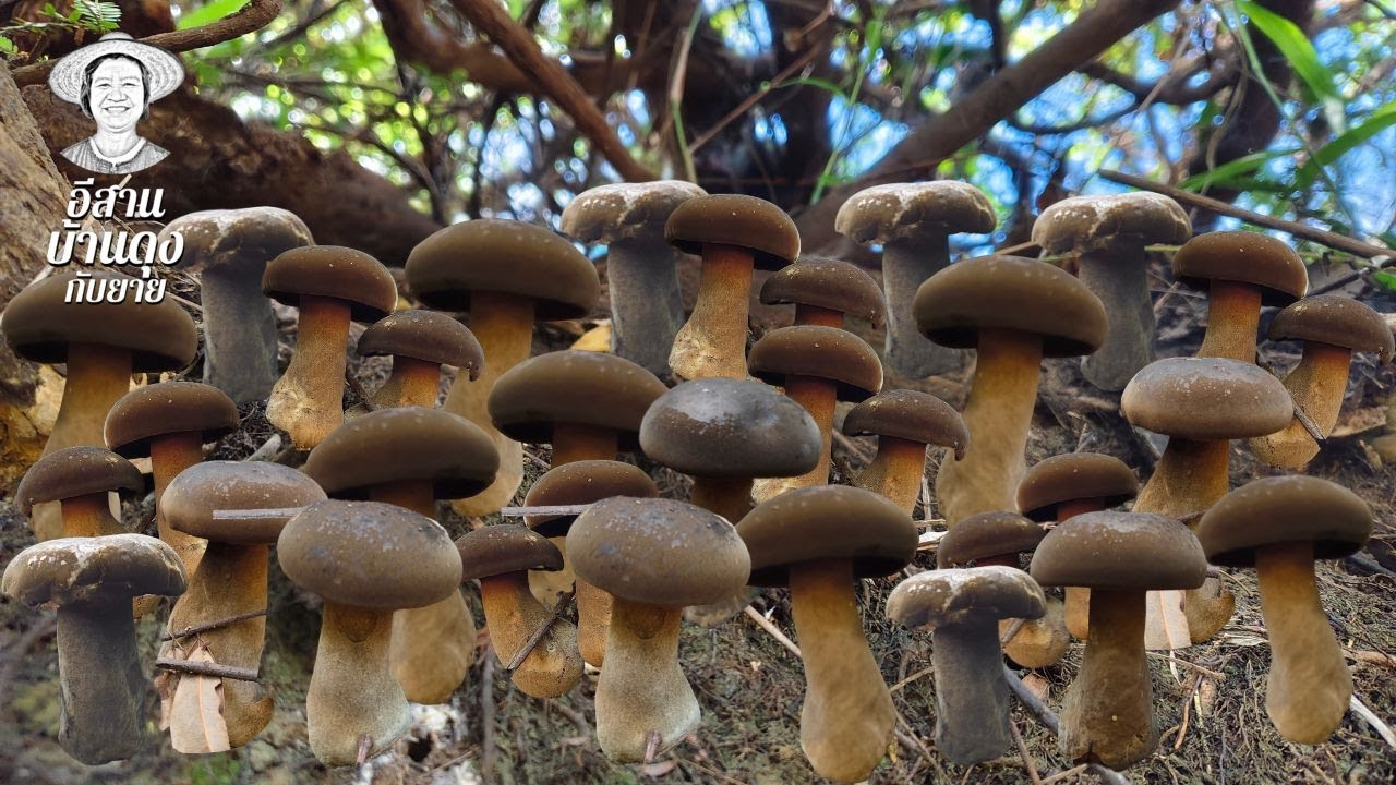 เห็ดตับเต่าบุก! เจอแหล่งเด็ด เก็บได้เป็นกิโล!