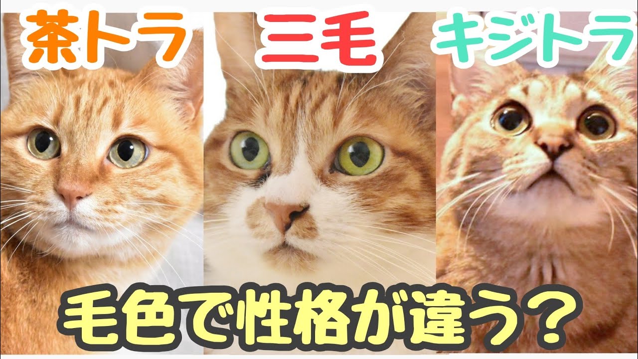 三毛猫のお茶 にゃん牙(三毛猫type) 【公式通販】