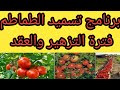 تسميد الطماطم في مرحلة التزهير والعقد بالتفصيل
