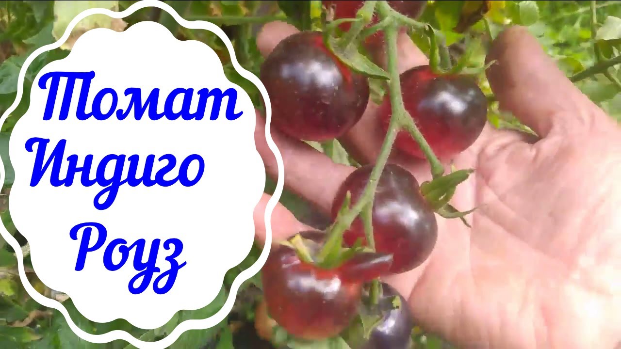 Томат Индиго Роуз. Что внутри фиолетового томата?