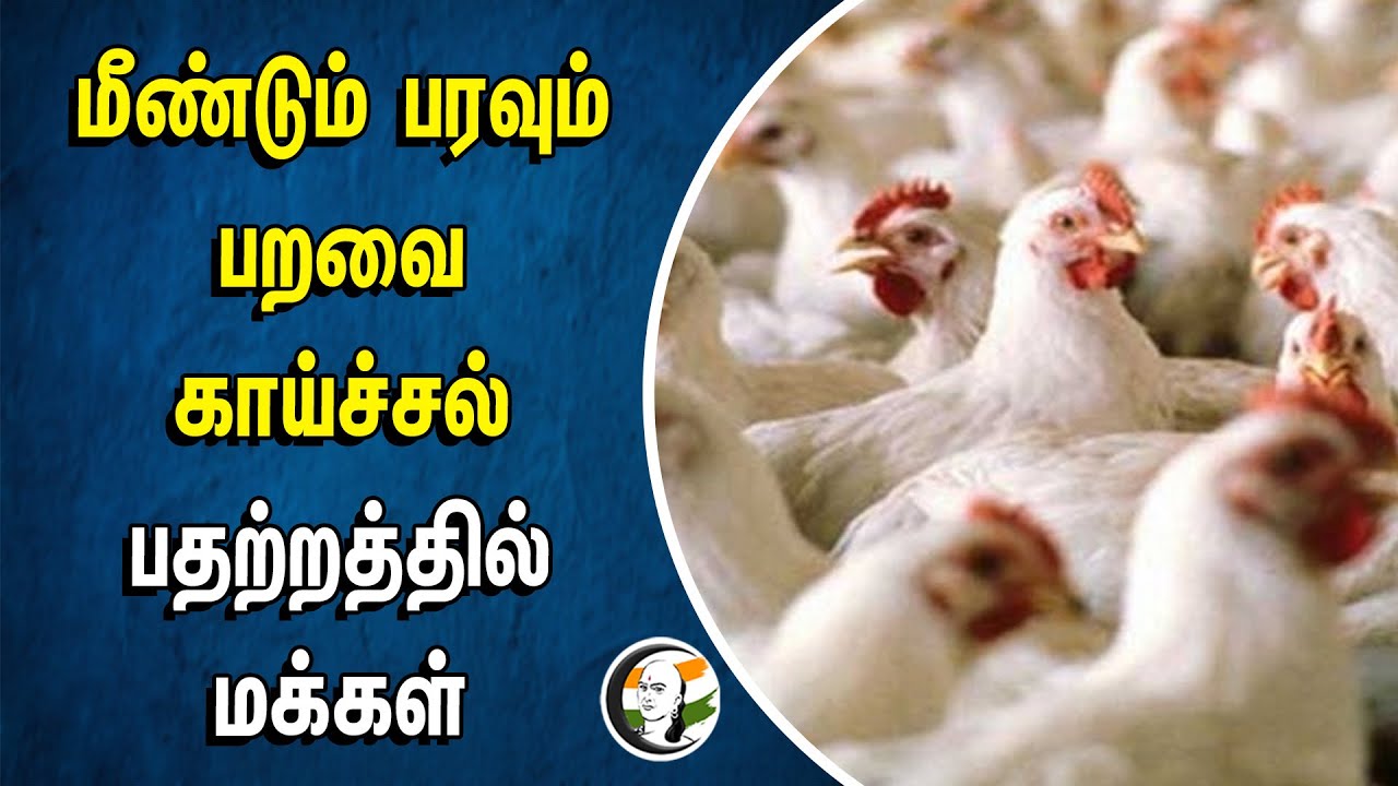மீண்டும் பரவும் பறவை காய்ச்சல்.. பதற்றத்தில் மக்கள் |  Kottayam | Poultry Farming | H5N1 Virus