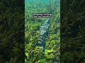 Swimming in florida an you see this #aligators #usa #unitedstates #kidsvideo