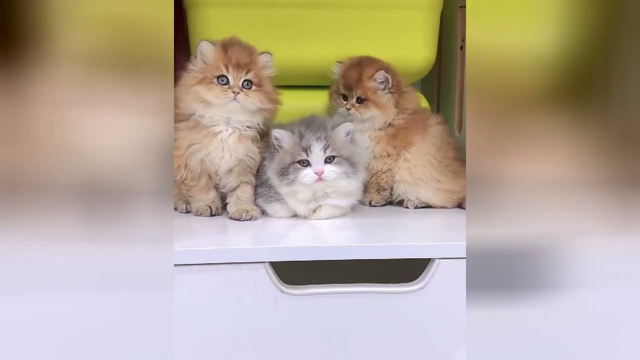 A little kitten can make a huge impact on your day