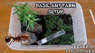 HOW TO BUILD AN ANT NEST | MY FIRE ANT FARM SETUP | ANT KEEPER PHILIPPINES | SOLENOPSIS GEMINATA