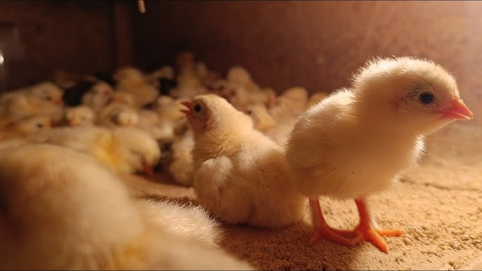 Yalangoch sotuvchilar Saka porno bilan kuchli orgazm