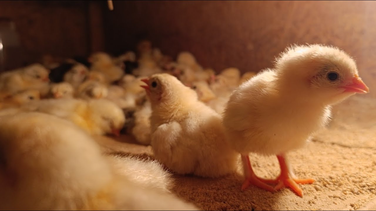 Уй Шароитида Жужа Бокиш Сирлари Янги  Жужалар Чикти 200 дан Ошик