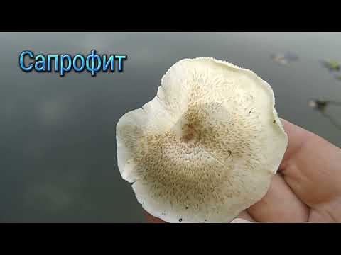 ПИЛОЛИСТНИК ТИГРОВЫЙ. Lentinus tigrinus.Описание,полезные свойства.