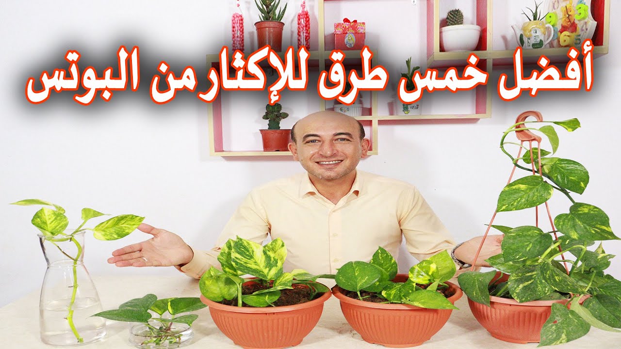 أفضل خمس طرق للإكثار من نبات البوتس او اللبلاب