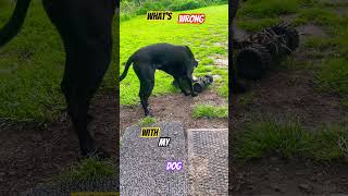 Need Help solving his problem. #perithedogspports