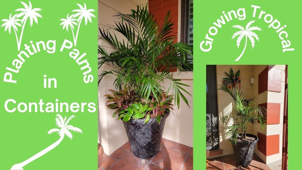 🌴 Transform Your Patio With Container Palm Trees Growing Tropical