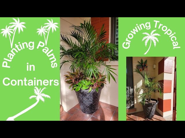 majesty palm plant outdoors Majesty Palm - Live Plant in an 10 Inch Growers Pot - Ravenea Rivularis