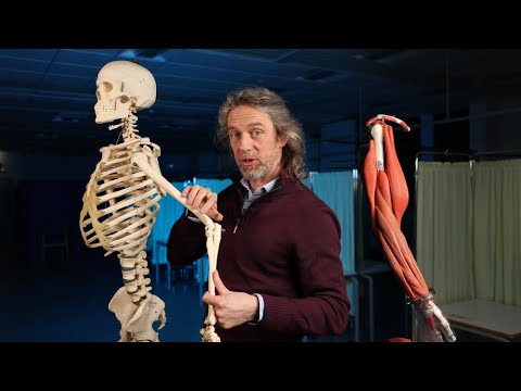 Origins and insertions of elbow muscles