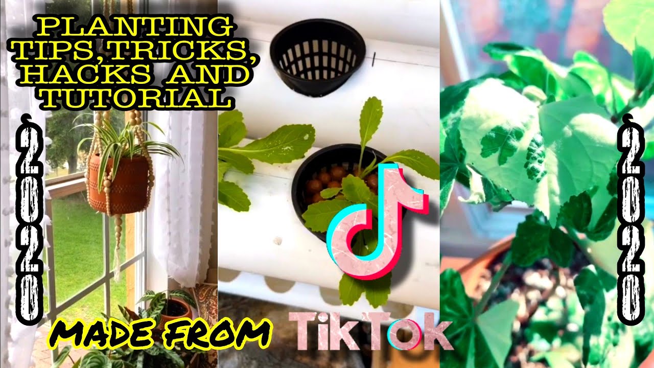 PLANT HACKS COMPILATION TIK TOK PLANTING VIDEOS OF AUGUST 2020 PART