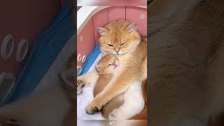 This is my kitten 😻😻😻😻