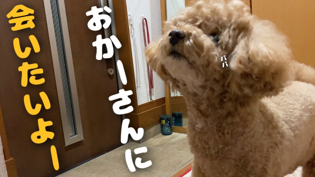 おかーさんがいない日パパと2人で留守番をしたトイプードル