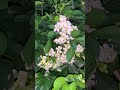 七里香與蜜蜂 #七里香 #蜜蜂