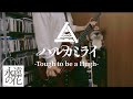 ハルカミライ - Tough to be a Hugh ベース 弾いてみた