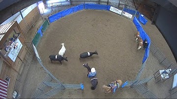 Big Sky Ranch Sorting Saddle Series Finals - #7 HC - Round #2 - Ride #21