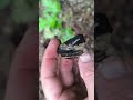 Kamień 64 / Piękny kamień z ostatniego wypadu #digging #stones #fossil #gemstone #rockhounding